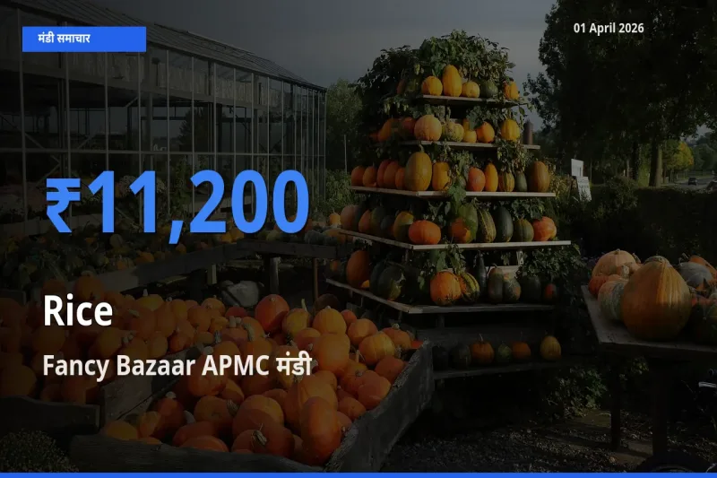 बाज़ार संकेत: Fancy Bazaar APMC बना चावल के लिए आज की टॉप मंडी