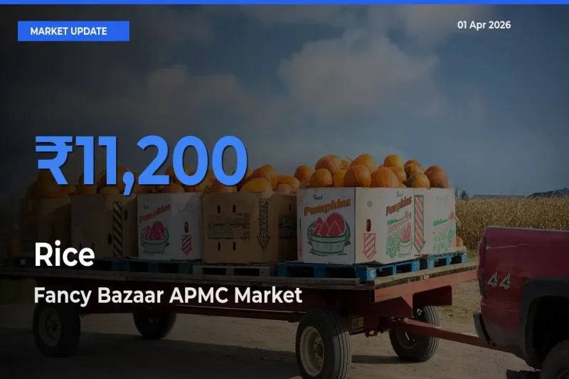 Top Performer! Fancy Bazaar APMC Offers Best Rice Price Today