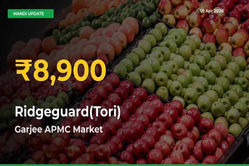 Ridgeguard(Tori) Mandi Rate Surges Today in Garjee APMC – Highest Level in 30 Days