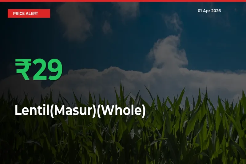 This Mandi Records 29.06% Jump in Lentil(Masur)(Whole) Prices