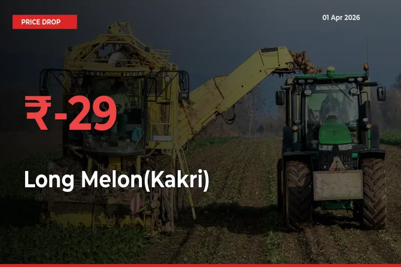 Sudden Shock! Long Melon(Kakri) Drops 28.69% in 24 Hours at Top Mandis