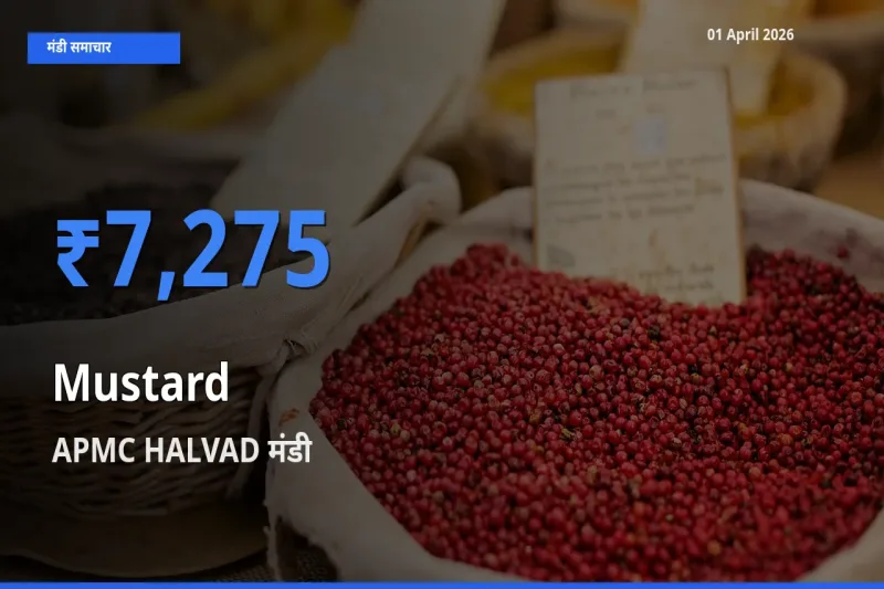 आज सरसों के सबसे ज़्यादा दाम APMC HALVAD मंडी में दर्ज