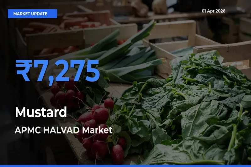 APMC HALVAD Tops Mustard Rates – April 01 Market Update