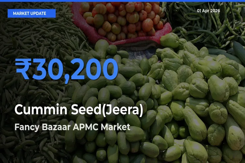 Fancy Bazaar APMC Tops Cummin Seed(Jeera) Mandi Rates Today