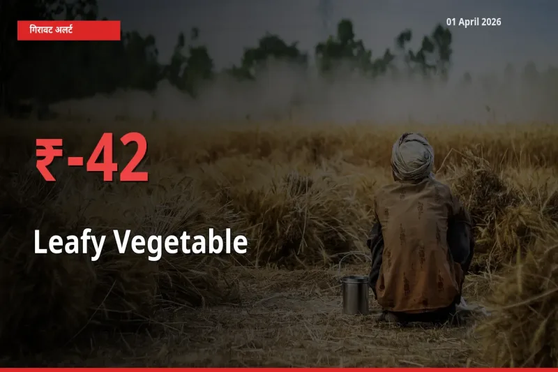 अचानक झटका! मंडी में पत्तेदार सब्जी के दाम 41.51% टूटे