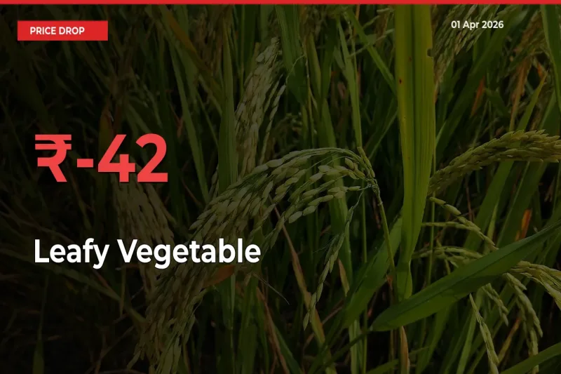 Why Leafy Vegetable Prices Fell 41.51% in a Day at Mandis