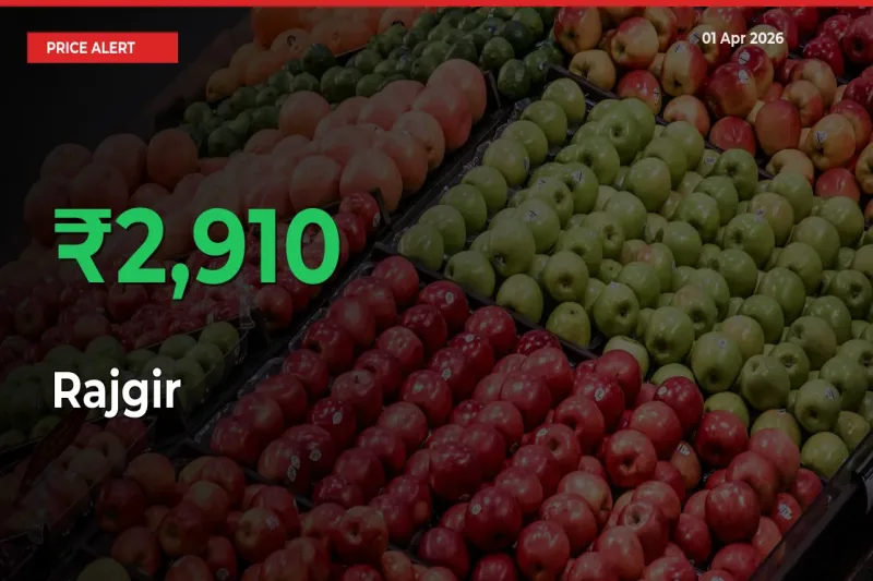 Sudden 2909.84% Rally in Rajgir Prices Across Mandis