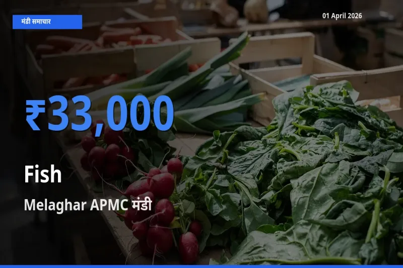 टॉप मंडी बना Melaghar APMC! मछली के सबसे ऊँचे दाम यहीं दर्ज