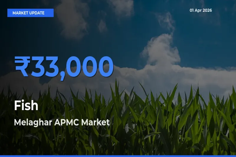 Top Performer! Melaghar APMC Offers Best Fish Price Today