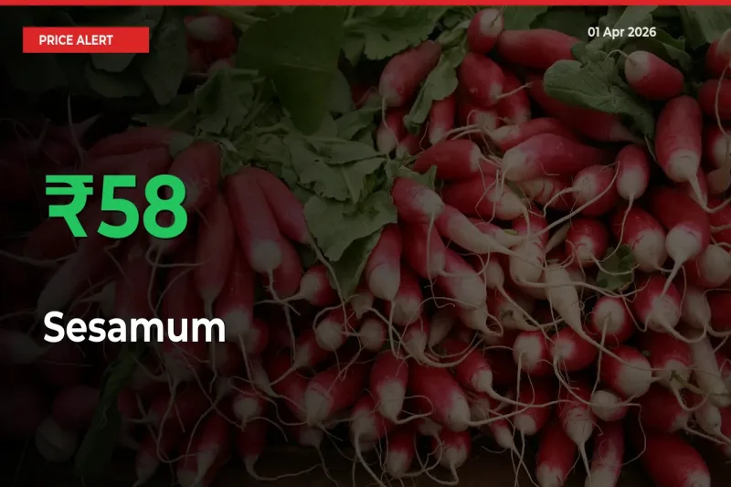 Big Rally! Sesamum Climbs 58.22% in 24 Hours at Top Mandis