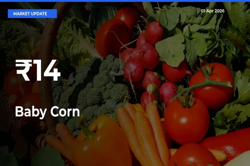 Baby Corn Trend Strengthens Across Major Mandis