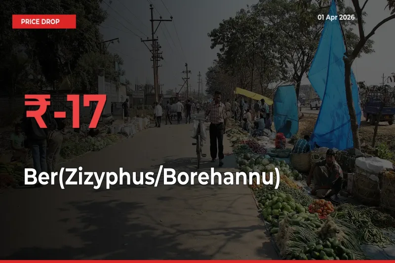 Ber(Zizyphus/Borehannu) Mandi Rate Today: Prices Fall 16.52% at Market