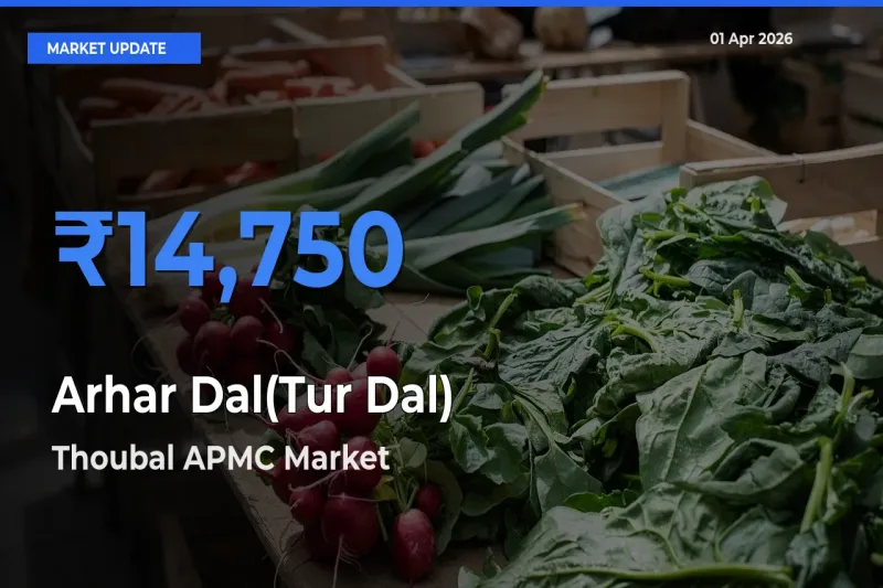 Top Performer! Thoubal APMC Offers Best Arhar Dal(Tur Dal) Price Today