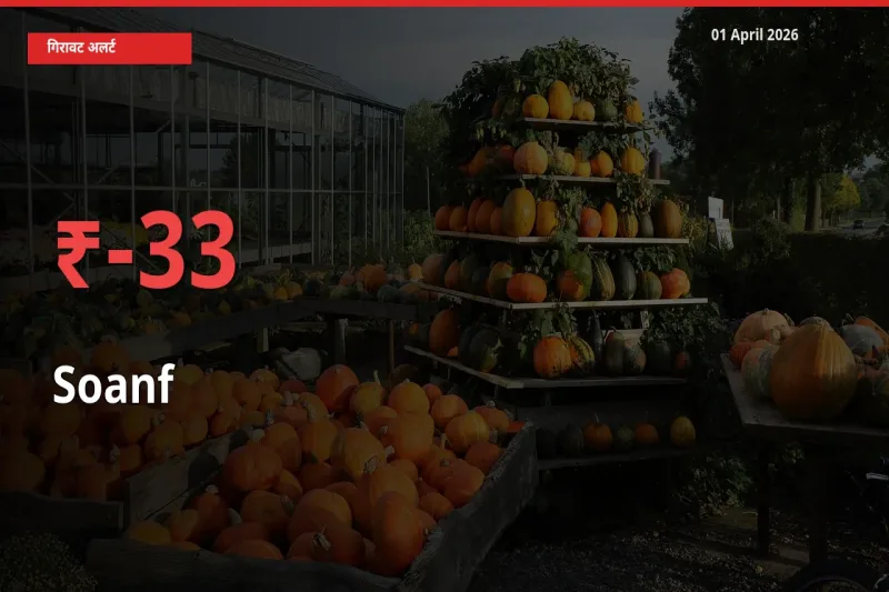 सौंफ के दाम प्रमुख मंडी में 32.53% गिरे, 24 घंटे में बड़ा बदलाव