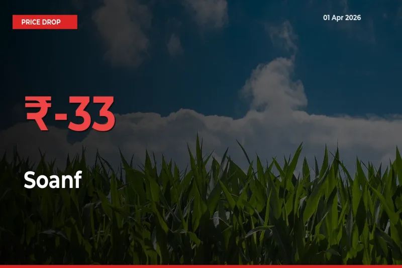 Soanf Prices Drop 32.53% in 24 Hours at Major Mandis