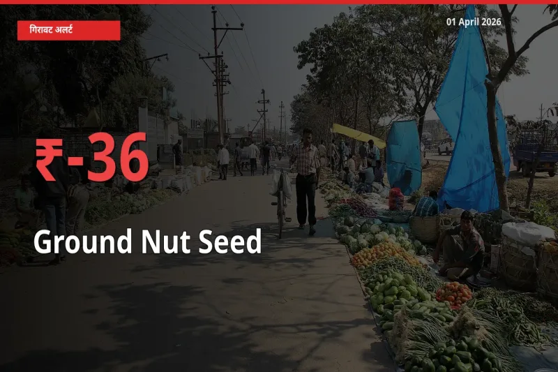 किसानों की चिंता बढ़ी! स्थानीय मंडी में मूंगफली बीज 36.06% गिरा