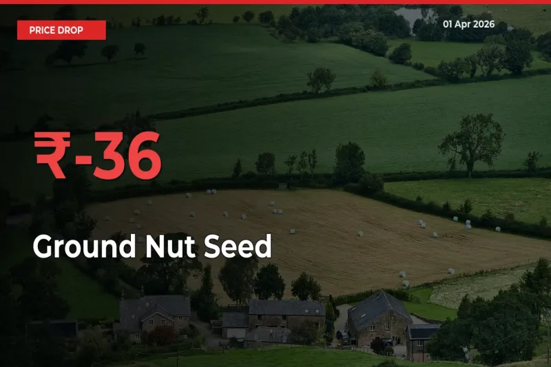 This Mandi Records 36.06% Fall in Ground Nut Seed Prices
