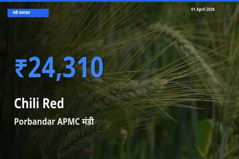 आज का मंडी भाव: लाल मिर्च के सबसे ज़्यादा दाम Porbandar APMC में