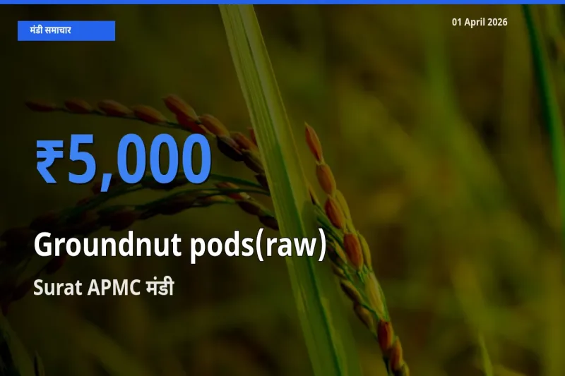 Surat APMC मंडी में कच्ची मूंगफली (फली सहित) ₹5,000 पर पहुँचा – आज का सर्वोच्च भाव