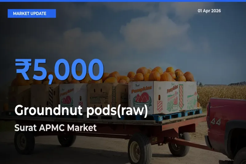 Surat APMC Records Highest ₹5,000 Rate for Groundnut pods(raw)