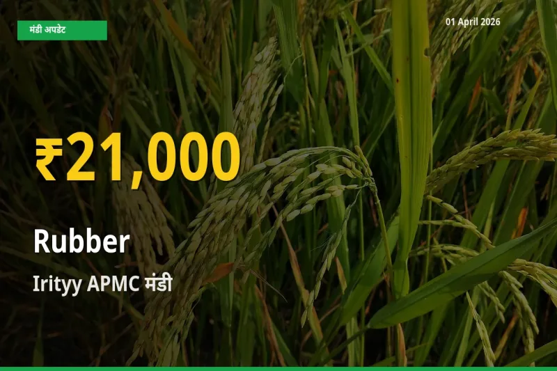 रबड़ के दामों ने बनाया नया रिकॉर्ड, Irityy APMC में तेज़ी