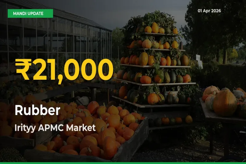 Big Jump in Rubber Prices! Irityy APMC Records New Peak Today
