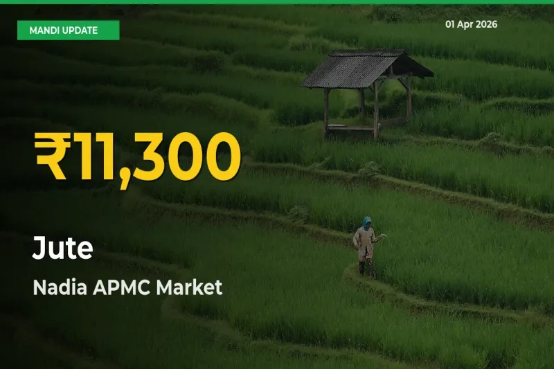 Why Jute Prices Are Climbing in Nadia APMC – Today’s New High Explained