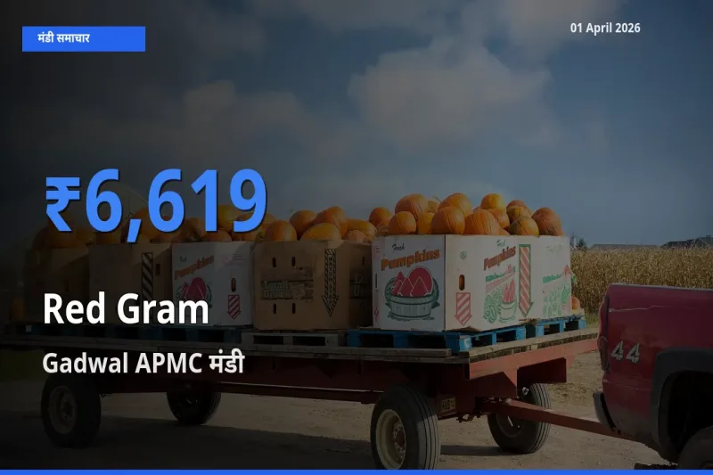 01 April अपडेट: अरहर के सबसे ऊँचे दाम Gadwal APMC मंडी में