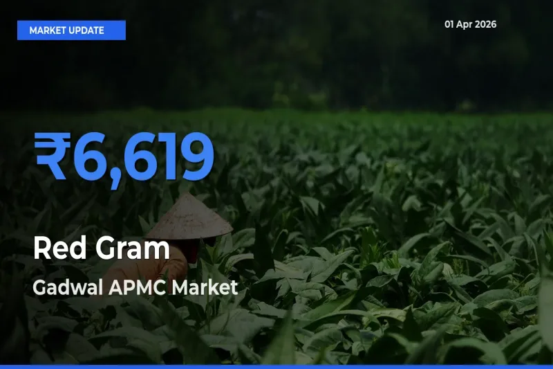 Gadwal APMC Emerges as Top Mandi for Red Gram Prices Today
