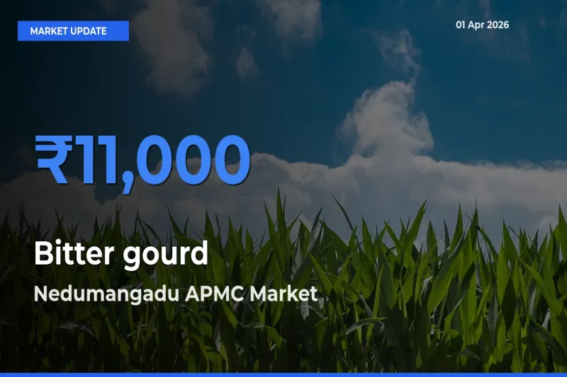 Top Performer! Nedumangadu APMC Offers Best Bitter gourd Price Today