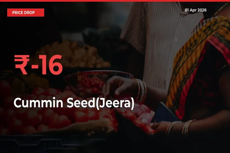 15.89% Drop in Cummin Seed(Jeera) Prices – Mandi Sees Sudden Fall