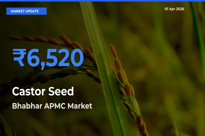 Bhabhar APMC Offers ₹6,520 – Highest Castor Seed Rate Today