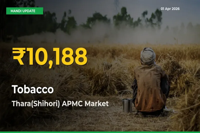 Tobacco Mandi Rate Surges Today in Thara(Shihori) APMC – Highest Level in 30 Days