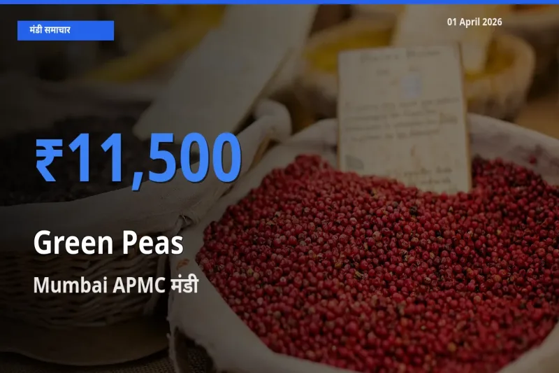 Mumbai APMC मंडी में हरा मटर ₹11,500 पर पहुँचा – आज का सर्वोच्च भाव
