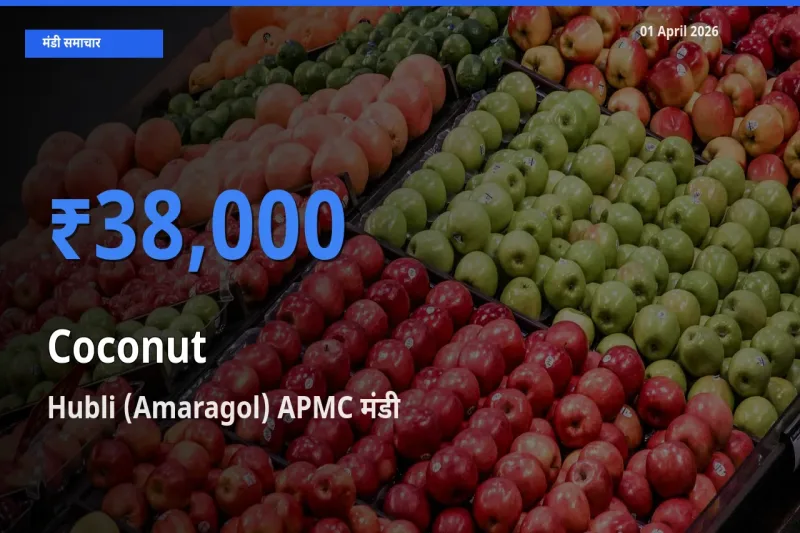 Hubli (Amaragol) APMC में नारियल का आज सबसे ऊँचा भाव