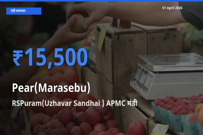 टॉप मंडी बना RSPuram(Uzhavar Sandhai ) APMC! नाशपाती के सबसे ऊँचे दाम यहीं दर्ज