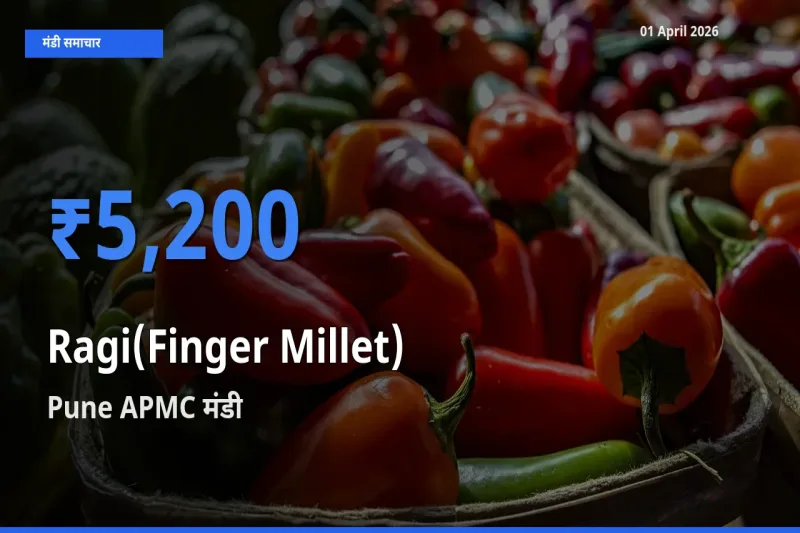 टॉप मंडी बना Pune APMC! रागी के सबसे ऊँचे दाम यहीं दर्ज