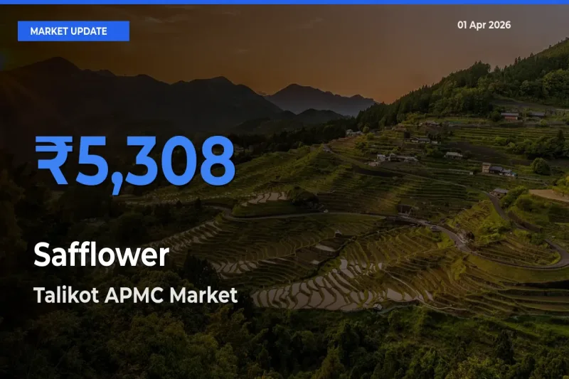 Talikot APMC Emerges as Top Mandi for Safflower Prices Today