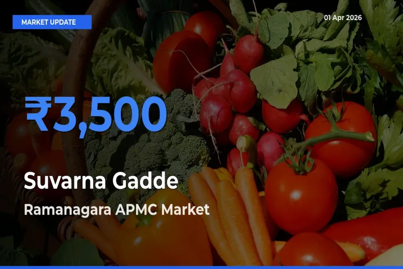 Top Performer! Ramanagara APMC Offers Best Suvarna Gadde Price Today
