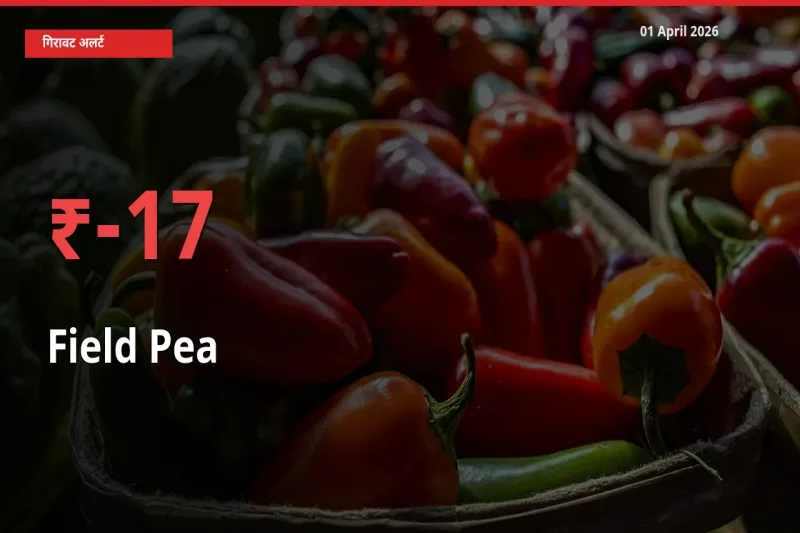 किसानों की चिंता बढ़ी! स्थानीय मंडी में मटर (साबुत) 16.85% गिरा