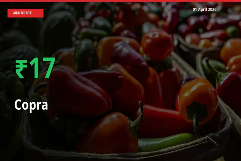 01 April अपडेट: सूखा नारियल के दाम मंडी में 17.15% उछले