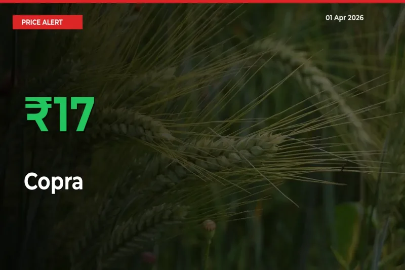 Sudden 17.15% Rally in Copra Prices Across Mandis