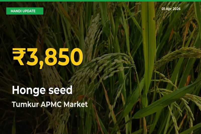 Fresh Record! Honge seed Price Climbs to New High in Tumkur APMC