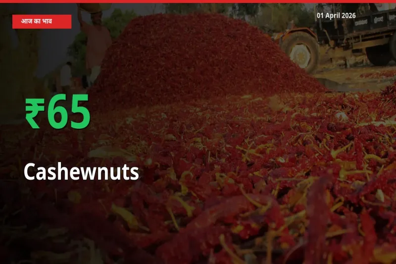 काजू 64.9% उछला, मंडी