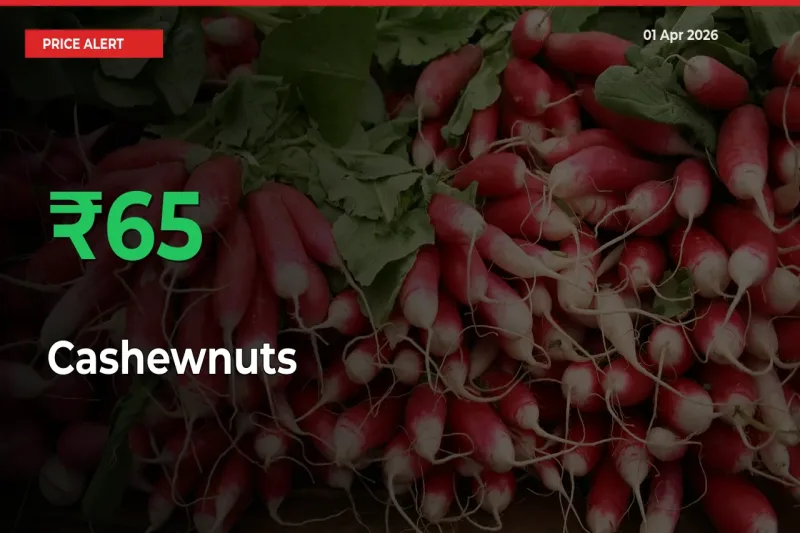 Sharp Jump! Cashewnuts Prices Climb 64.9% in 24 Hours at Key Mandis