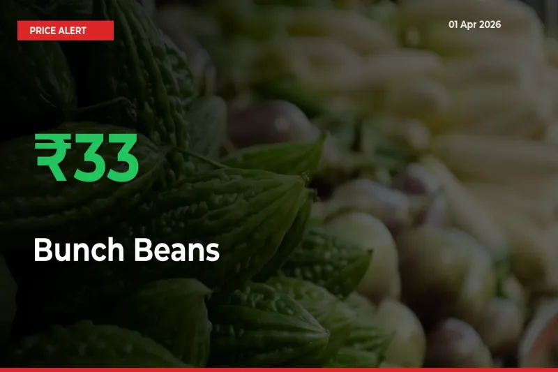 Sudden 33.33% Rally in Bunch Beans Prices Across Mandis
