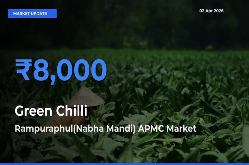 Farmers Prefer Rampuraphul(Nabha Mandi) APMC as Green Chilli Hits Highest Rate