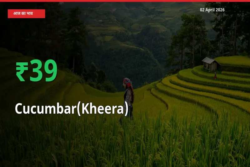 स्थानीय मंडी में खीरा के दाम अचानक 38.7% उछले, किसान सतर्क