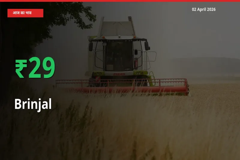 स्थानीय मंडी में बैंगन के दाम अचानक 29.42% उछले, किसान सतर्क