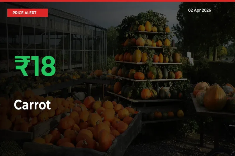 Big Rally! Carrot Climbs 17.94% in 24 Hours at Top Mandis